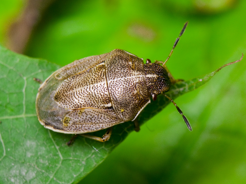 Neottiglossa pusilla (Gmelin, 1790)